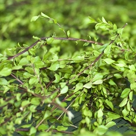 buchu-2_20170918134808