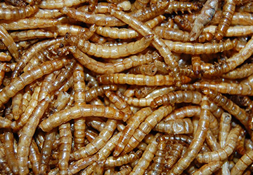 meelwormen_20210416113424