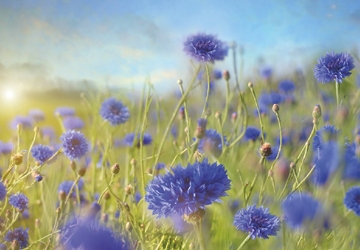 afbeelding-3---bewerkt_20210204155659