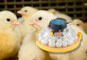 broedm~1_20210416113341